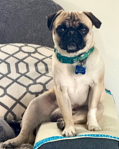 PERRY - Pug available for adoption