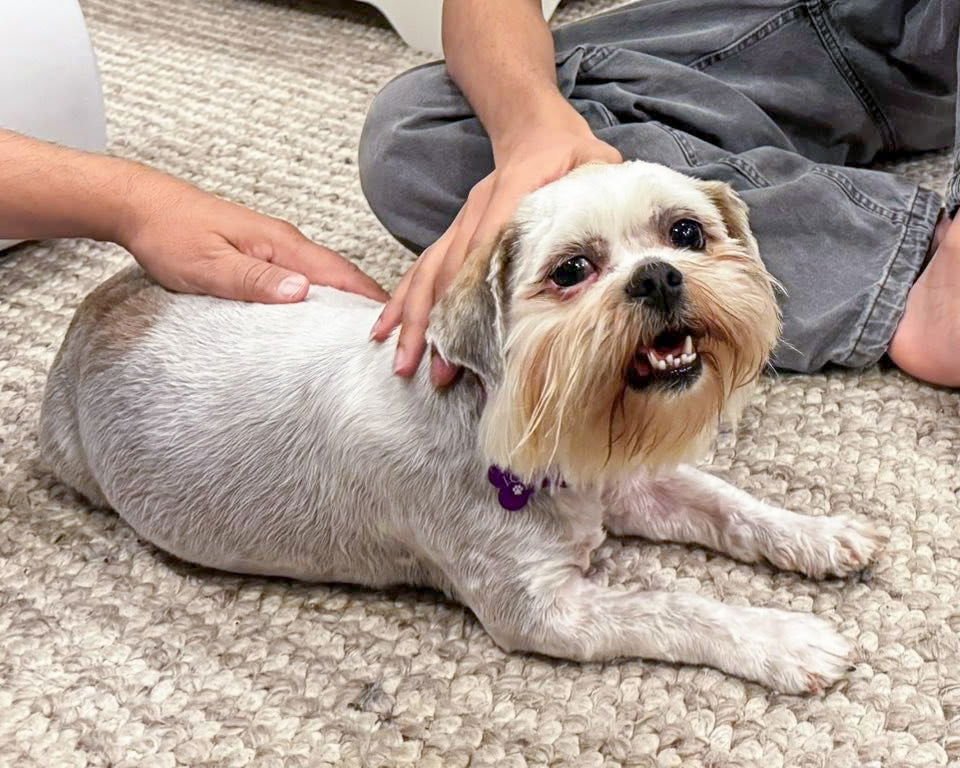 MISS BISCUIT - Maltese available for adoption