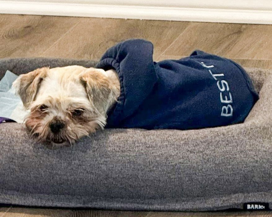 MISS BISCUIT - Maltese available for adoption