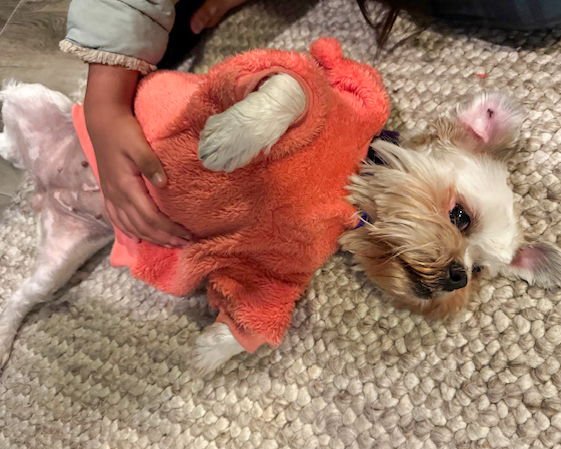 Miss Biscuit - Photo 4