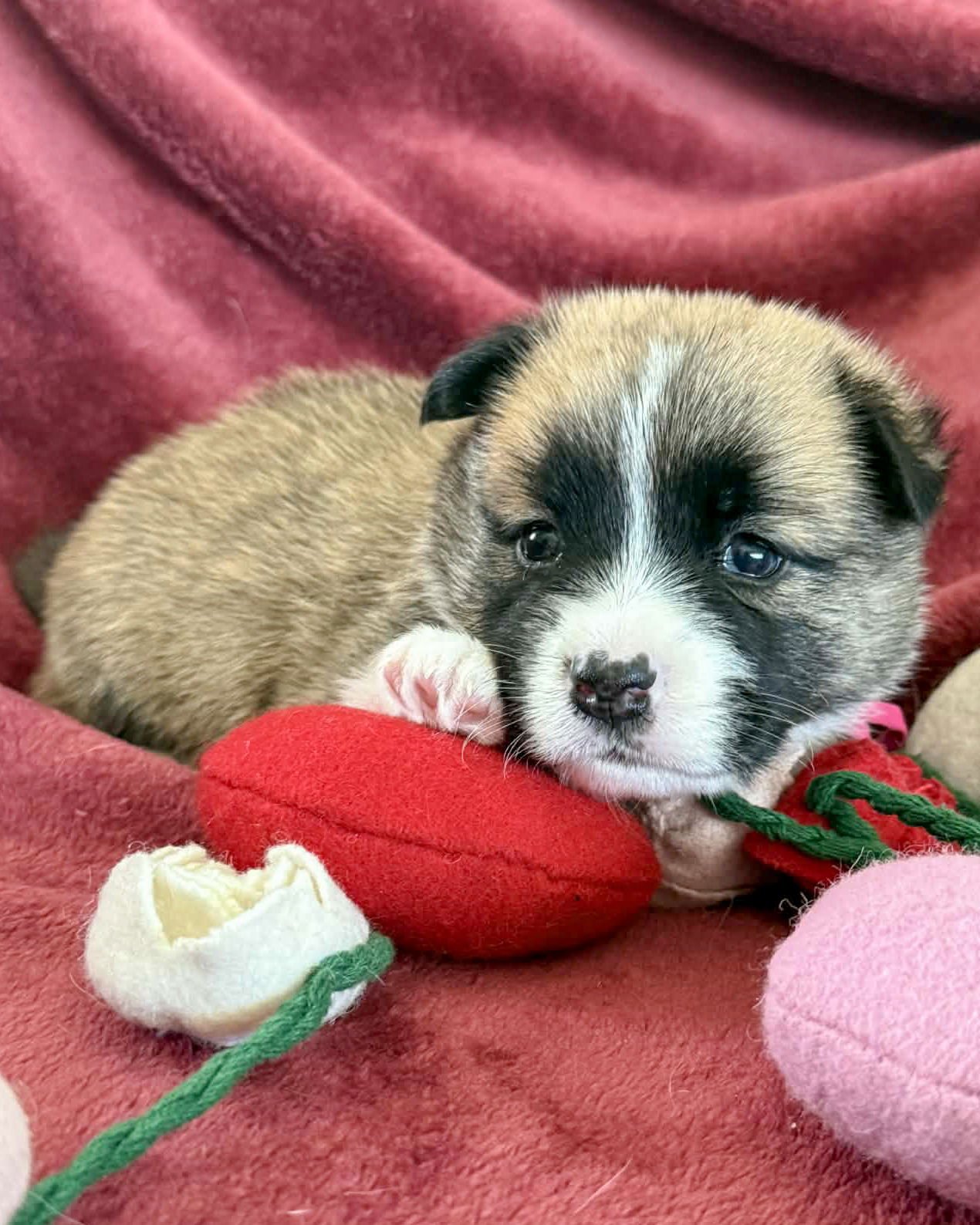 ROSIE - Siberian Husky / Shepherd available for adoption