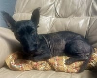 Luna - Photo 2