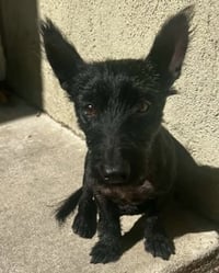 Luna - Photo 1