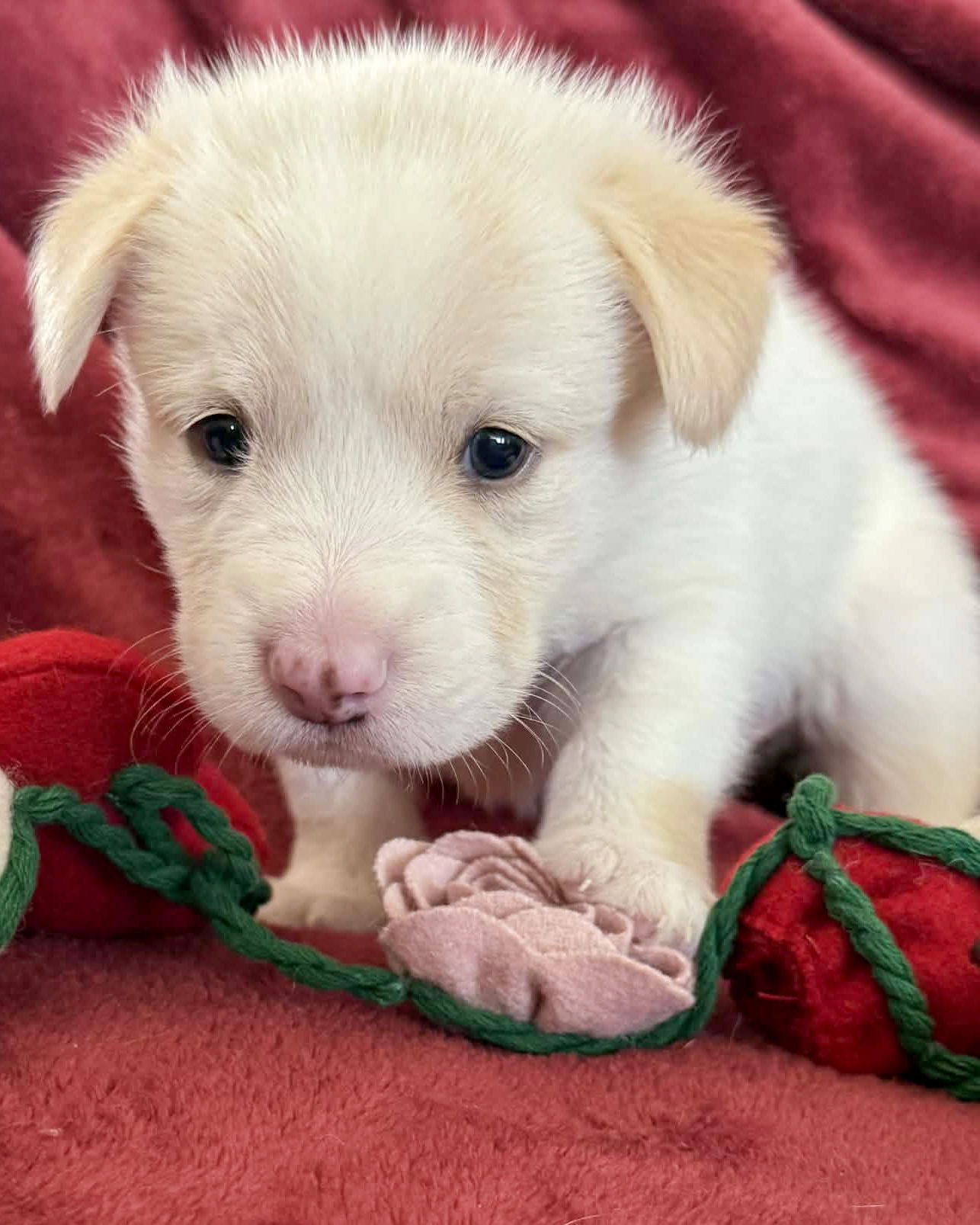 LOUIE - Siberian Husky / Shepherd available for adoption