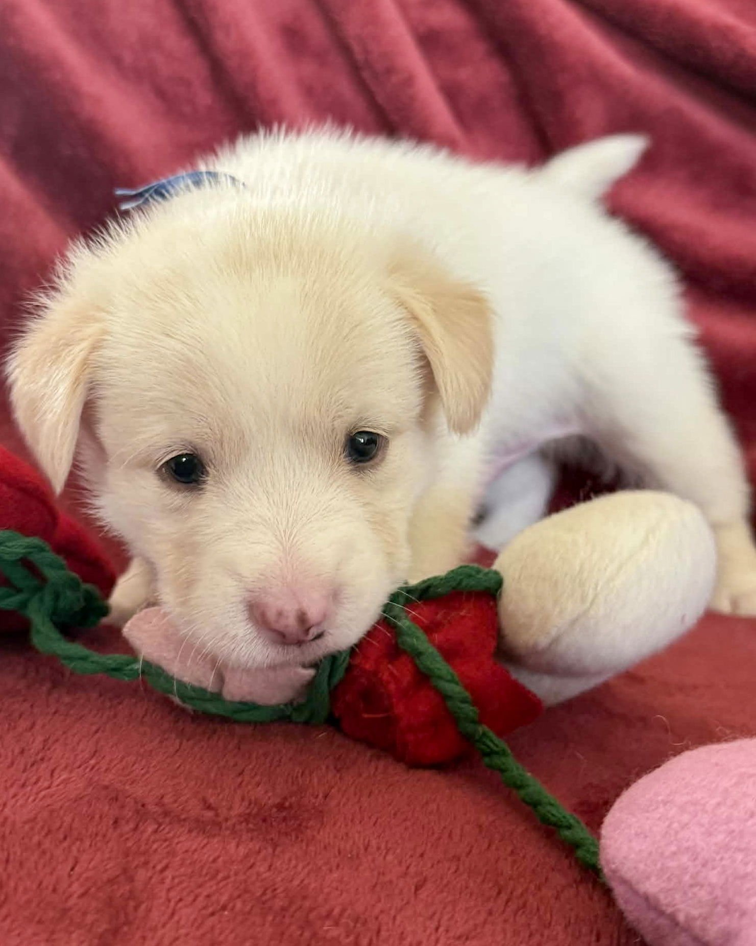 LOUIE - Siberian Husky / Shepherd available for adoption