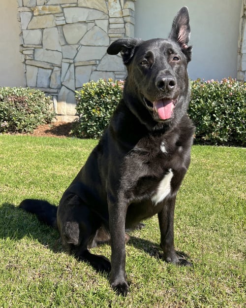 CHIRP - German Shepherd Dog available for adoption