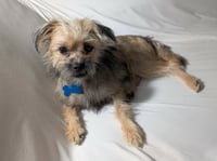 Chip - Photo 2