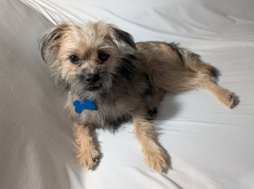 CHIP - Terrier available for adoption