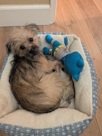 Chip - Photo 3