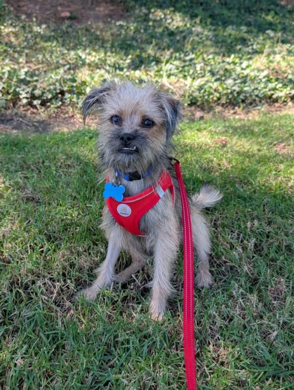 Chip Image