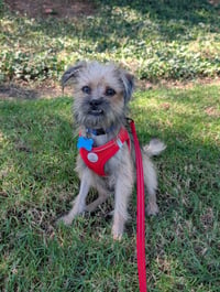 Chip - Photo 1