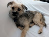 Chip - Photo 4