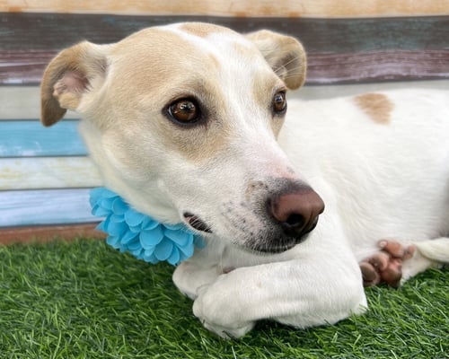 ADDIE - Terrier available for adoption