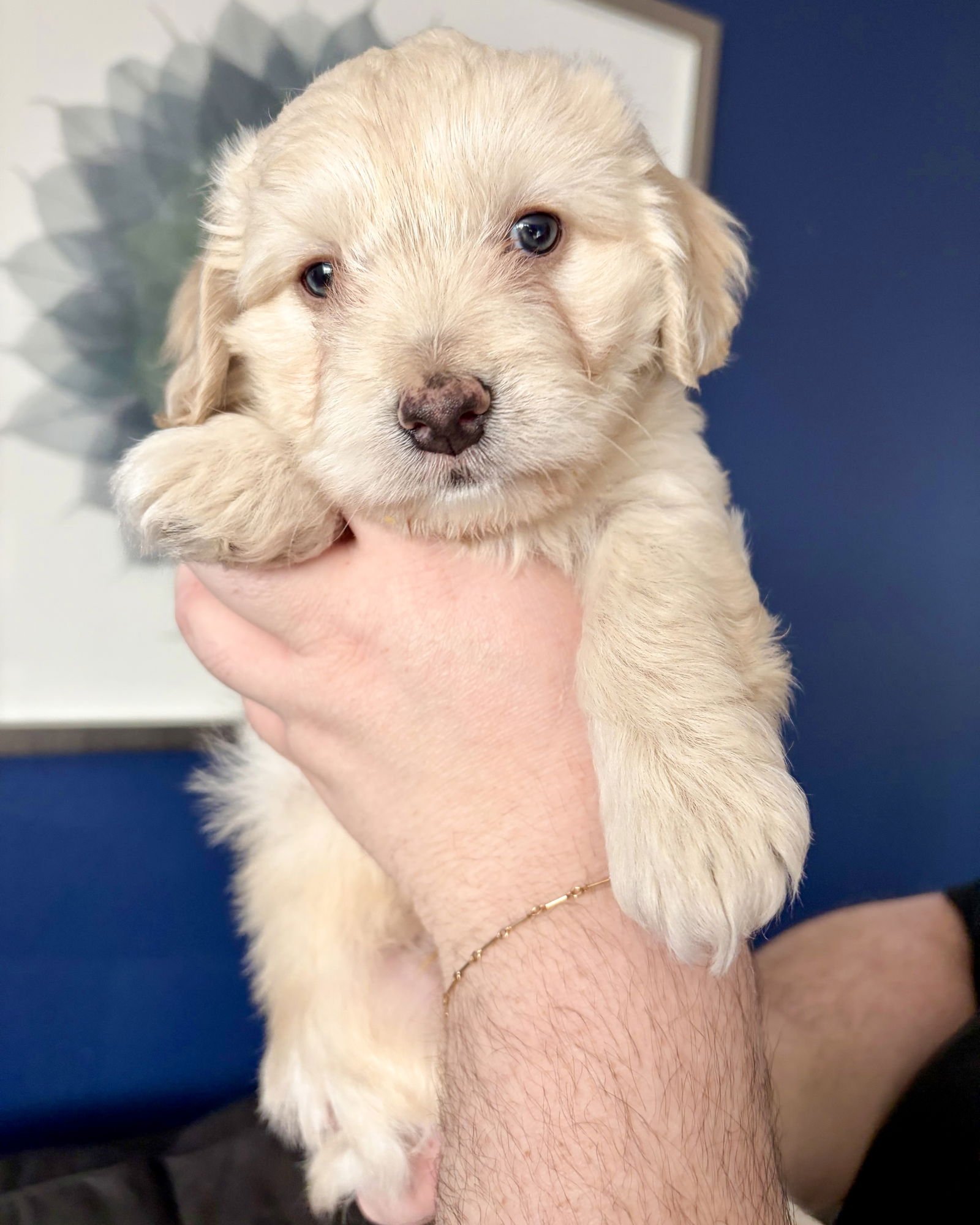 JAMESON - Maltese / Spaniel available for adoption