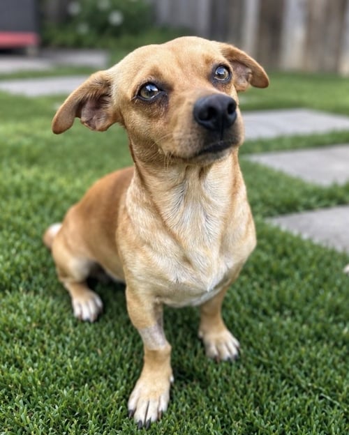 CANELO - Chihuahua / Dachshund available for adoption