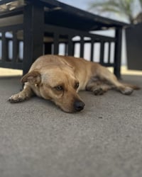 Canelo - Photo 8