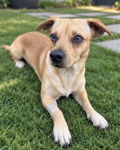 CANELO - Chihuahua / Dachshund available for adoption