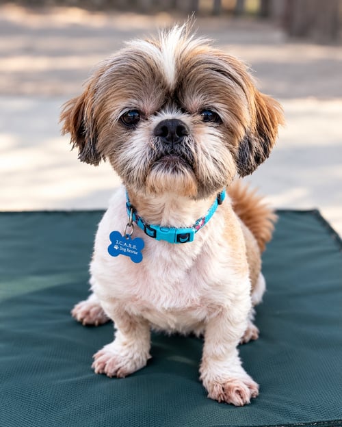 ARCHIE - Shih Tzu available for adoption