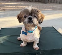 Archie - Photo 3