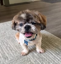 Archie - Photo 2