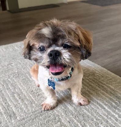 ARCHIE - Shih Tzu available for adoption