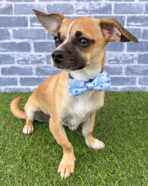 KEVIN - Pug / Chihuahua available for adoption
