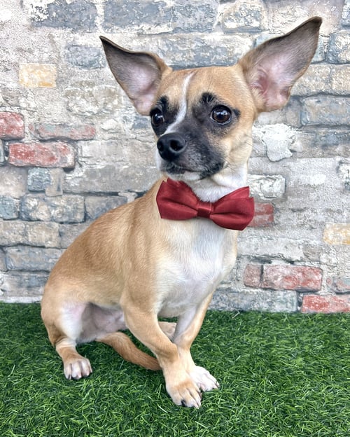 KEVIN - Pug / Chihuahua available for adoption