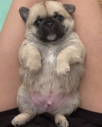 Winston - Photo 2