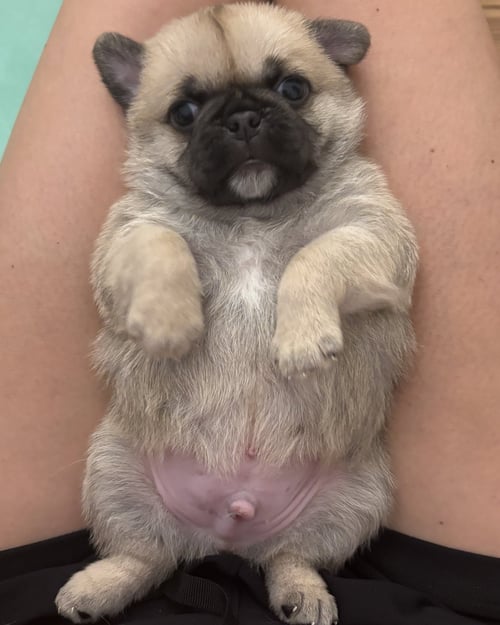 WINSTON - Pug available for adoption
