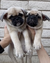 Winston - Photo 6