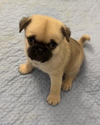 Winston - Photo 3