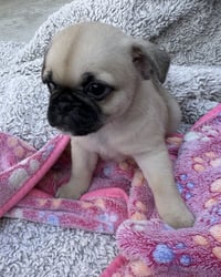 Winston - Photo 4