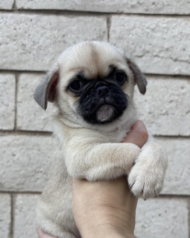 Winston Image