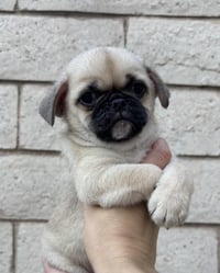 Winston - Photo 1