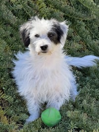 Ziggy - Photo 5