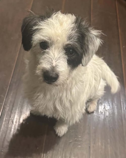 ZIGGY - Terrier available for adoption