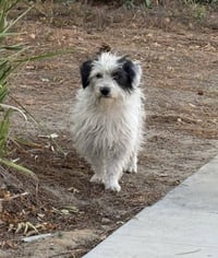 Ziggy - Photo 6