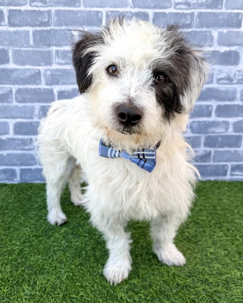 ZIGGY - Terrier available for adoption