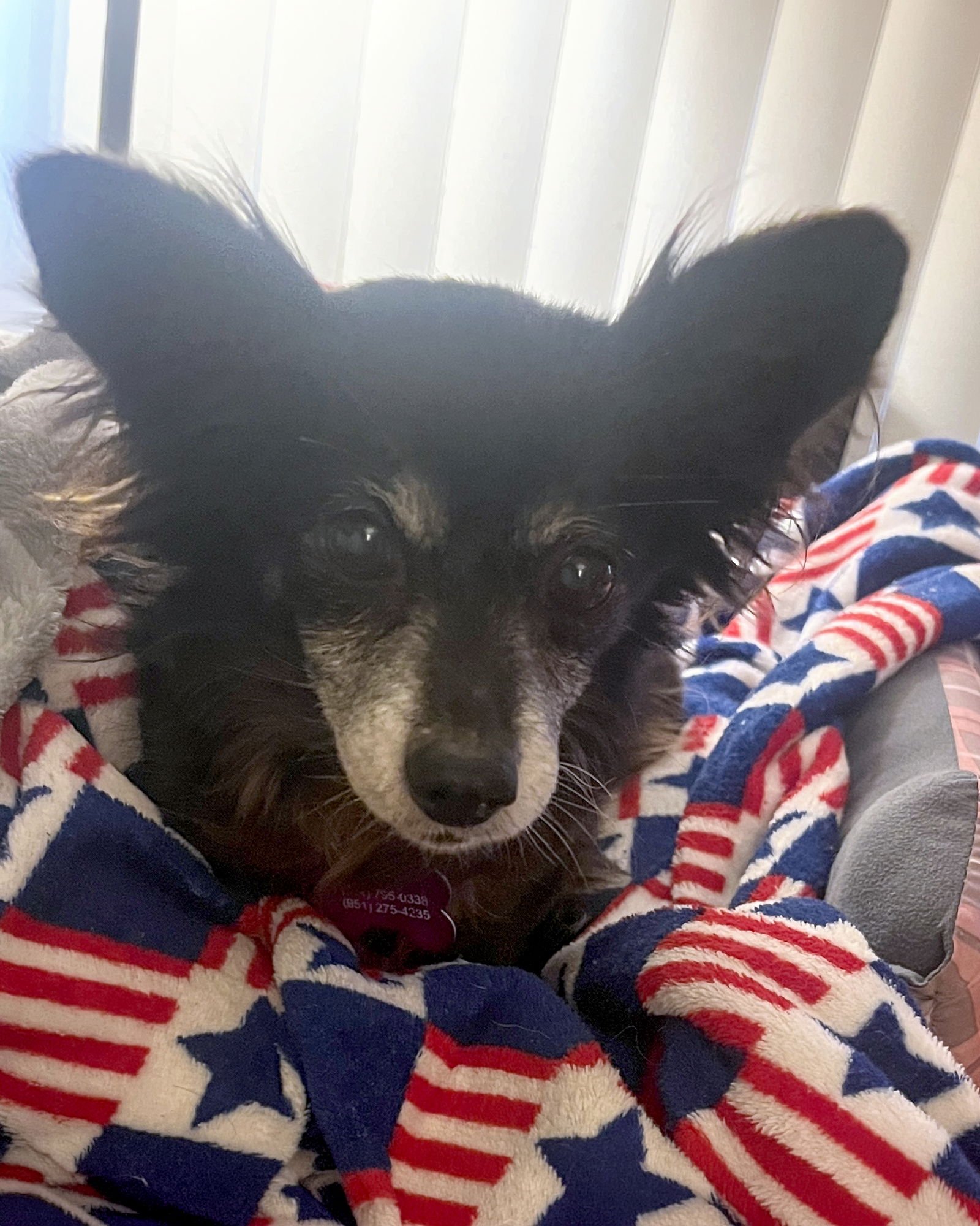 RIGATONI - Chihuahua available for adoption