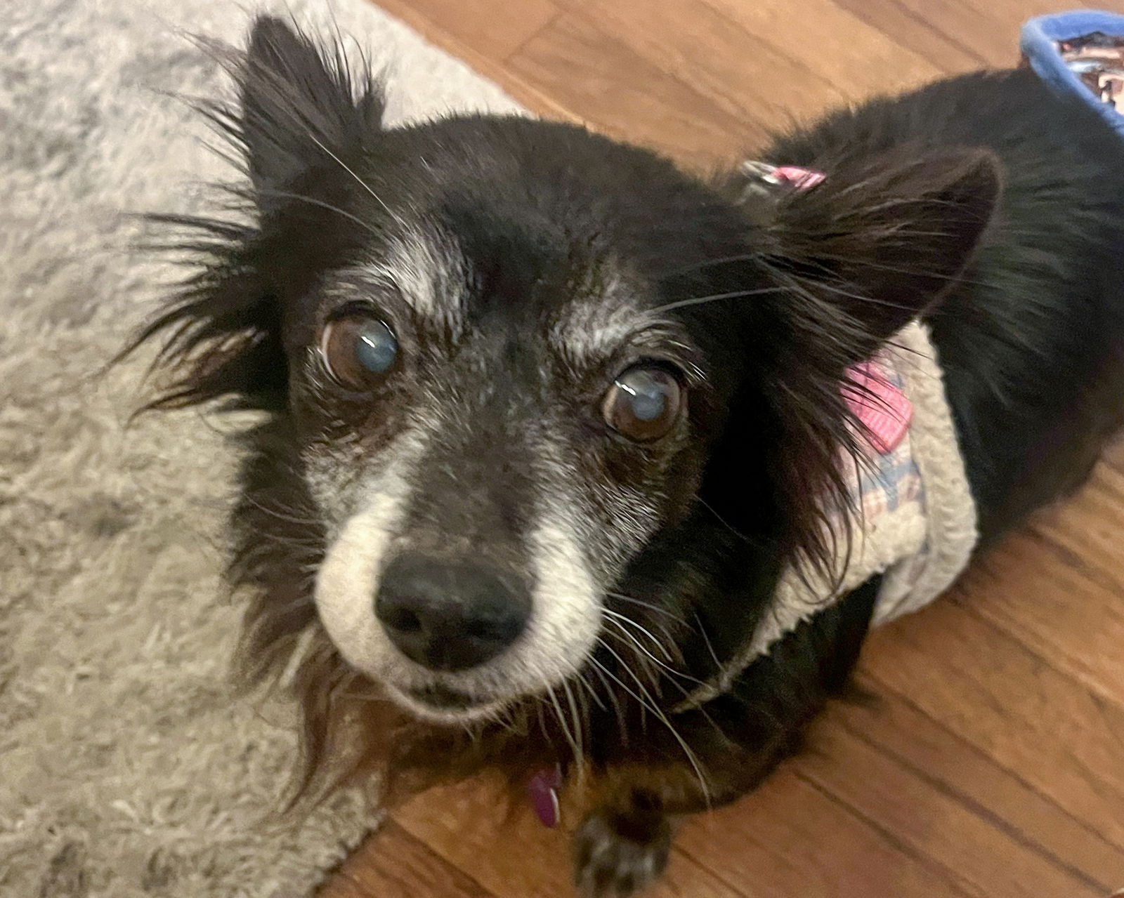 RIGATONI - Chihuahua available for adoption