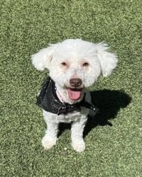 Maggie - Photo 2