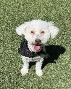 MAGGIE - Poodle (Miniature) available for adoption