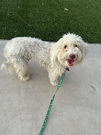 Maggie - Photo 9