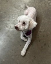 Maggie - Photo 8