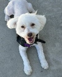 Maggie - Photo 4