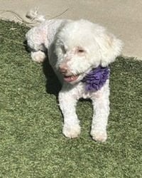 Maggie - Photo 7