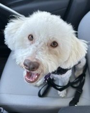 Maggie Image