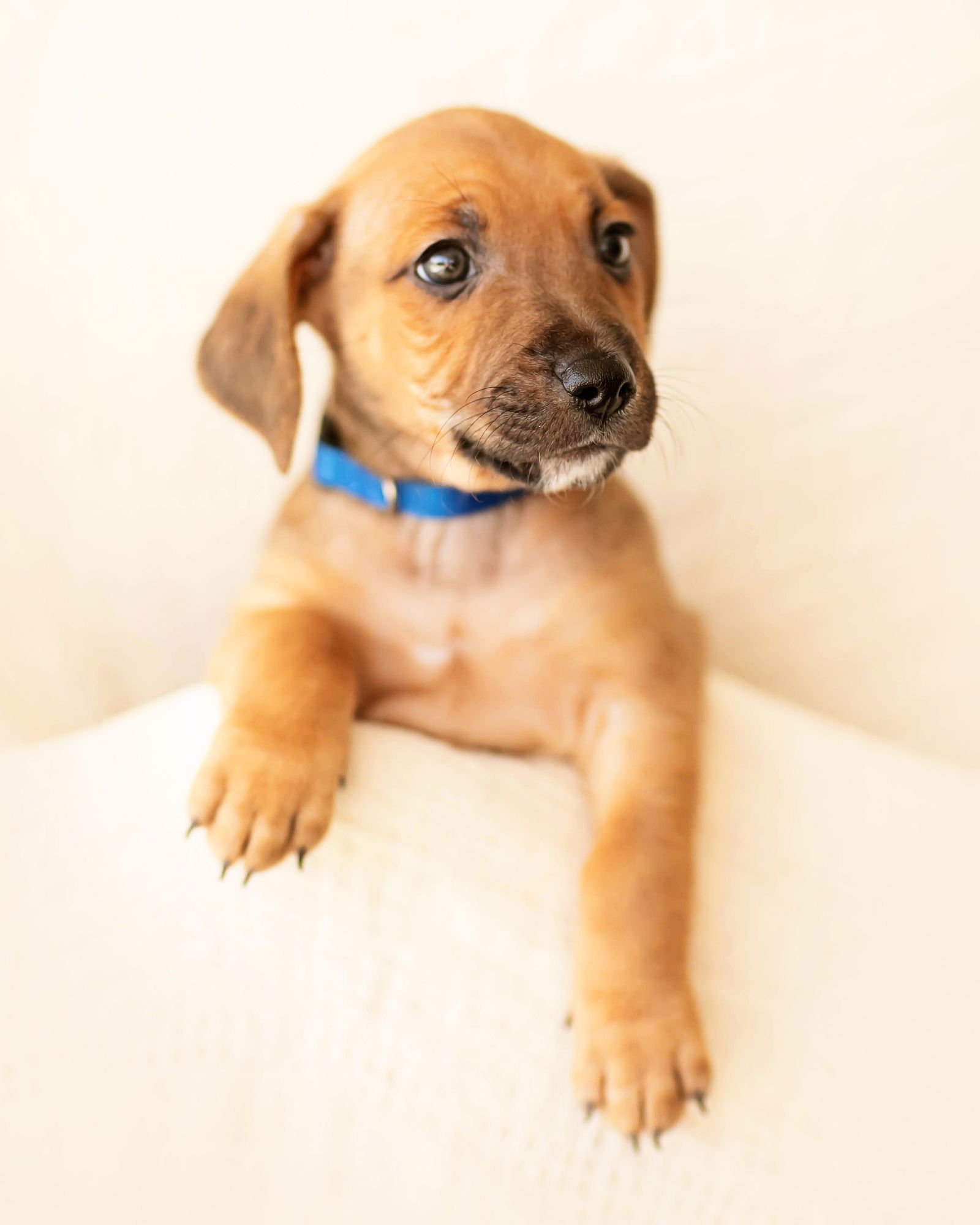 TAJ - Dachshund available for adoption