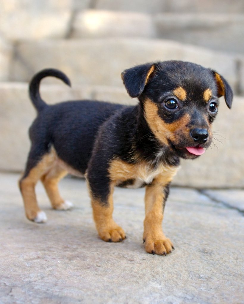 MAPLE - Chihuahua available for adoption