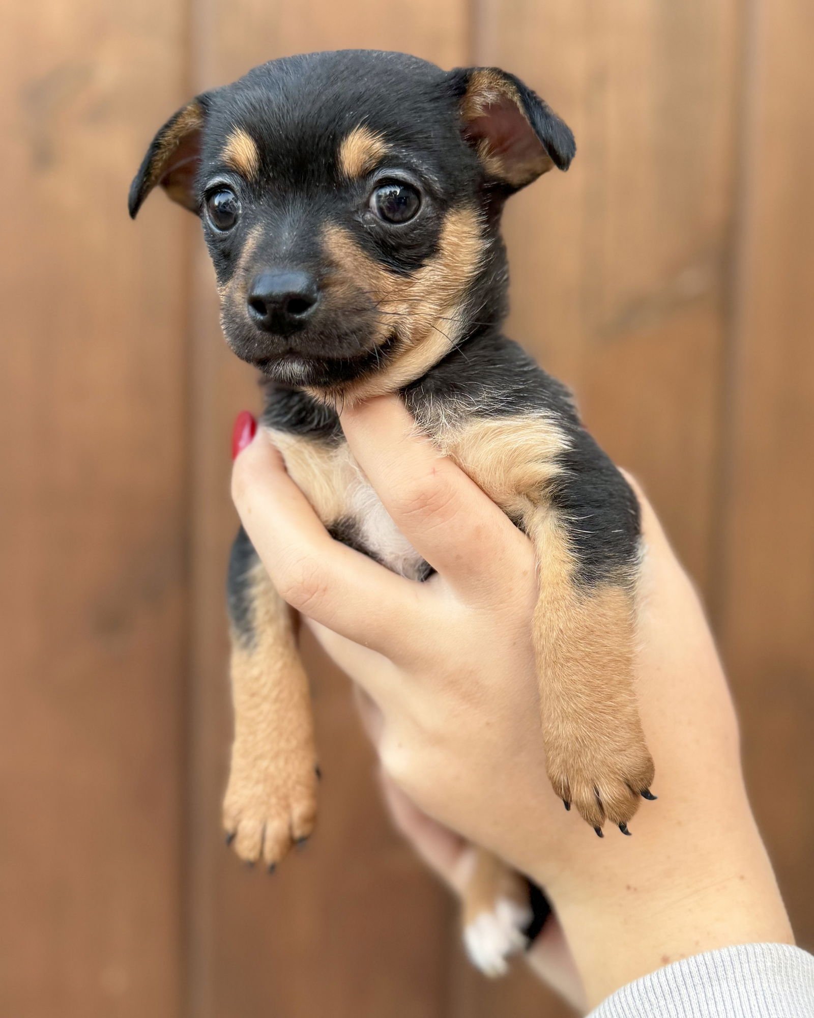 MAPLE - Chihuahua available for adoption
